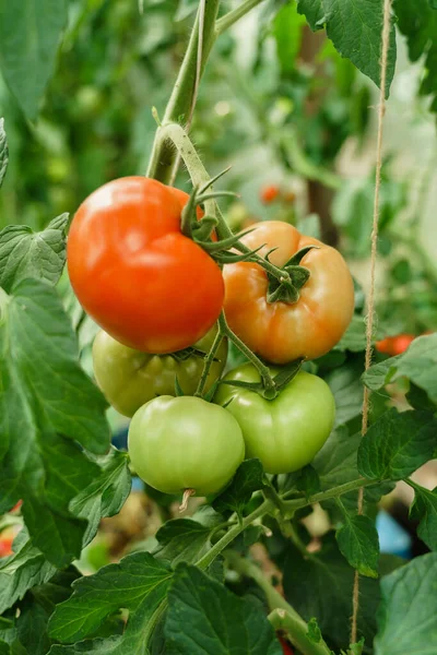 Cluster Ripe Red Tomatoes Green Foliage Bush Growing Vegetables Greenhouse Royalty Free Stock Images