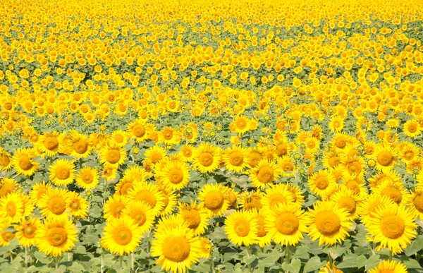 ayçiçekleri alanı