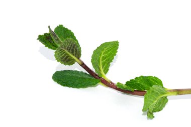 Beyaz arka planda yaprakları izole edilmiş nane ya da mentha dalı