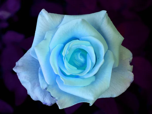 Piękny Różowy Róża Zbliżenie Neon Światło — Zdjęcie stockowe