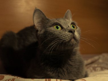 Meraklı İngiliz kedisi yatakta bir şeye bakıyor.