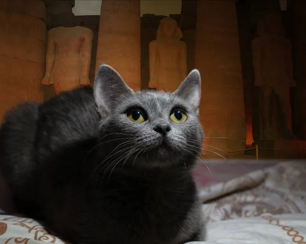 好奇的大英国猫看着床上的什么东西 埃及主题 — 图库照片