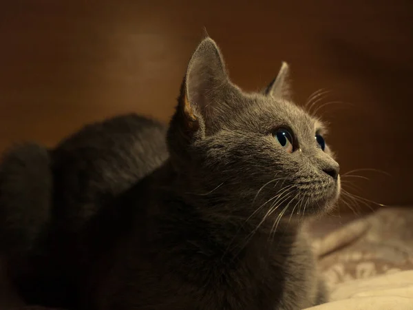 Nieuwsgierig Groot Engels Kat Kijken Naar Iets Het Bed — Stockfoto