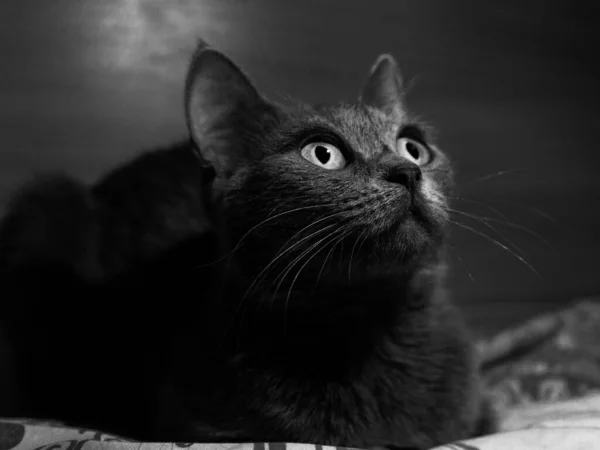 Yatağın üzerinde bir şeye bakan meraklı İngiliz kedisi. bw