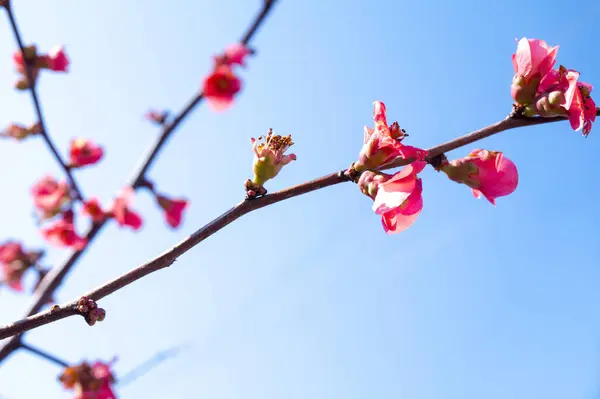 Renkli çiçekler, bahar çiçekleri yakın plan, makro