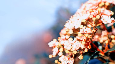 Renkli çiçekler, bahar çiçekleri yakın plan, makro