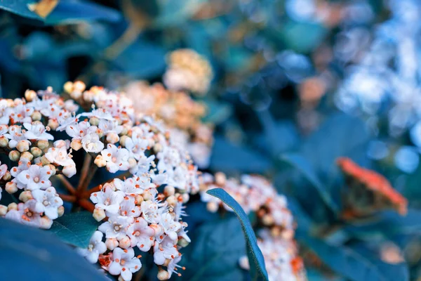 Flores Coloridas Flor Primavera Close Macro — Fotografia de Stock