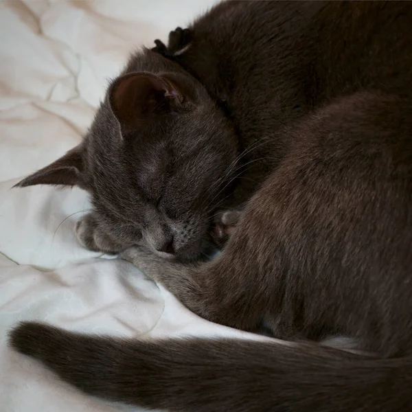 Πορτραίτο Μιας Γκρίζας Γάτας Ρίγες Είναι Ξαπλωμένο Ένα Κρεβάτι Ευτυχής — Φωτογραφία Αρχείου