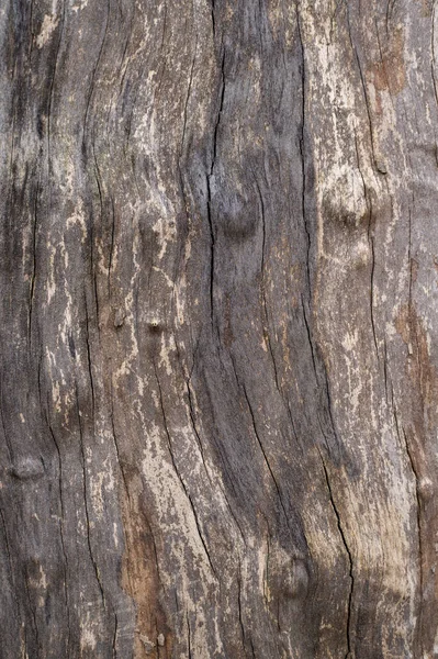 Uçak ağacının kabuğu soyulur. Kahverengi, gri ve bej rengi farklı olan bir platanus kabuğu. Bir ağaç gövdesi..