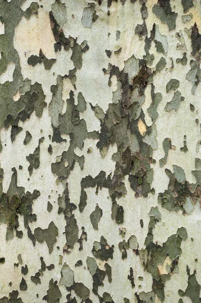 플레인 트리의 껍질이 벗겨져 나갑니다 플라타너스 껍질에는 베이지 나무줄기 스톡 사진