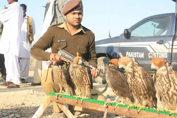 Les fonctionnaires des douanes font des faucons libres qui ont été saisis pendant la contrebande du Pakistan aux Émirats arabes unis — Photo