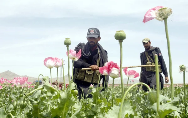 Security officials destroy opium poppy in a field during campaign at Gulistan in Chaman — Stock Photo, Image