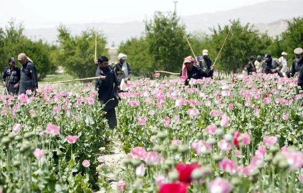 Gülistan chaman içinde Kazısı sırasında haşhaş bir alanda güvenlik yetkilileri yok
