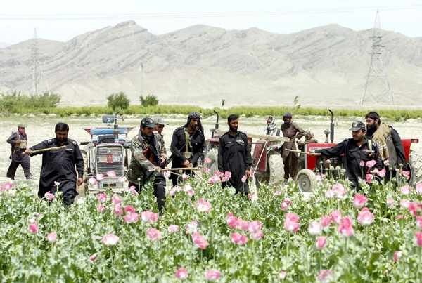 Security officials destroy opium poppy in a field during campaign at Gulistan in Chaman — Stock Photo, Image