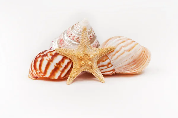 Sea-star and seashells — Stock Photo, Image