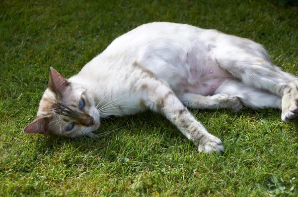 Bengal cat ibn der Garten — Stockfoto