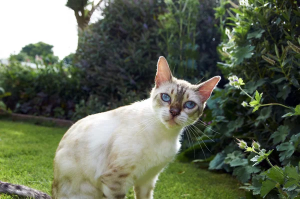 Bengal cat ibn der Garten — Stockfoto