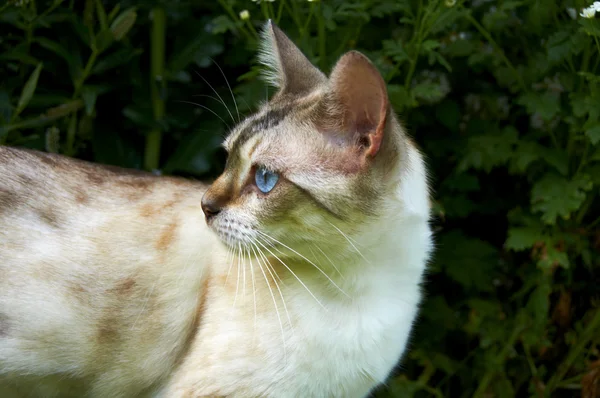 Gato de Bengala ibn el jardín —  Fotos de Stock