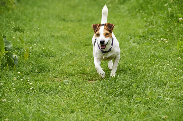 Ziggy. —  Fotos de Stock