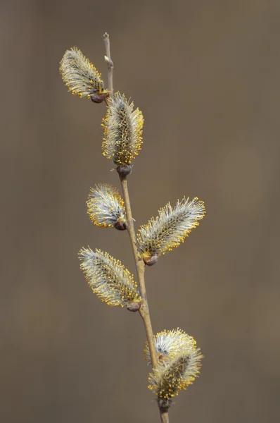 Salice in fiore — Foto Stock