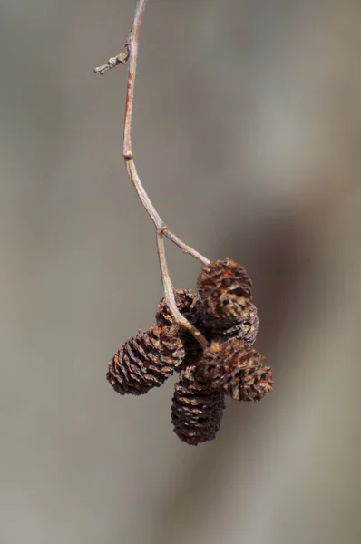 Erlenzapfen — Stockfoto