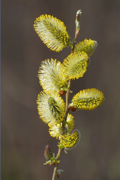 Blooming willow — Stock Photo, Image