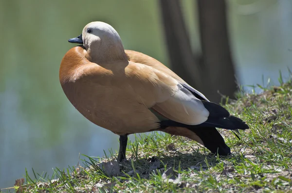 Ruddy shelduck — Stock Photo, Image