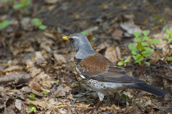 Fieldfare — Stock Photo, Image