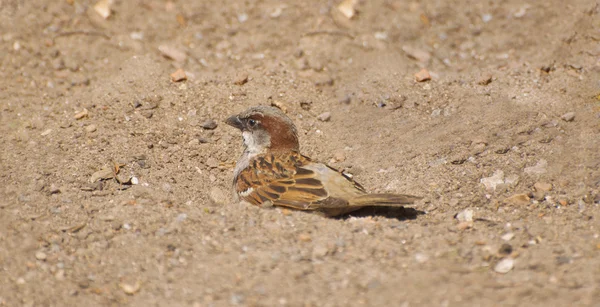 Sparrow tomando banho de areia — Fotografia de Stock