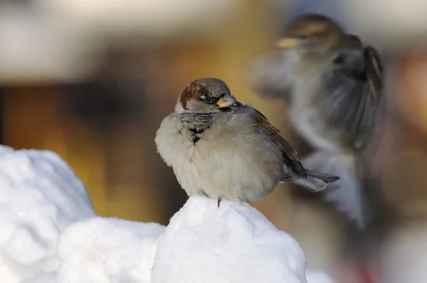 Life of sparrows — Stock Photo, Image