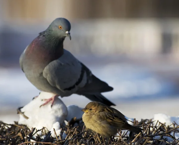 serçeler hayat. Güvercin ve serçe