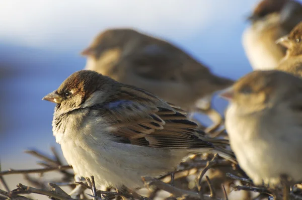 Life of sparrows — Stock Photo, Image