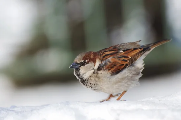 Life of sparrows — Stock Photo, Image