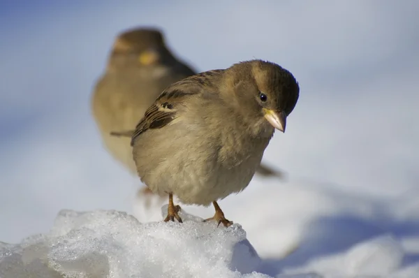 Life of sparrows — Stock Photo, Image