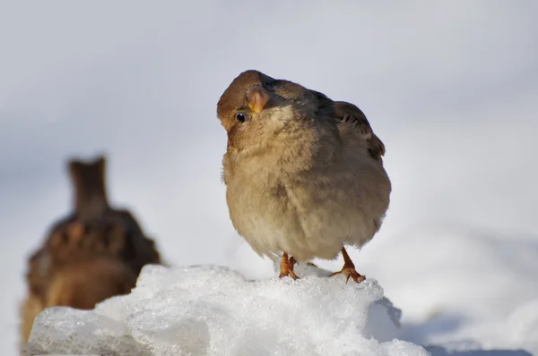 Life of sparrows — Stock Photo, Image