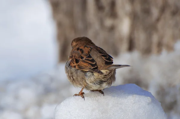 Life of sparrows. On the rise — Stock Photo, Image