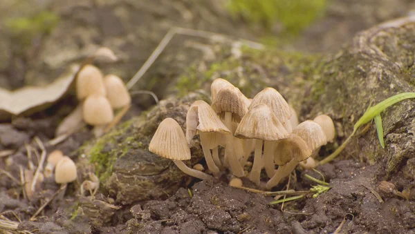 Ядовитый гриб в лесу — стоковое фото