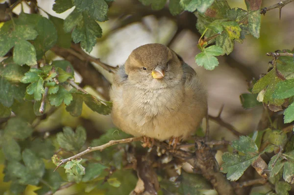 Sparrow — Stock Photo, Image