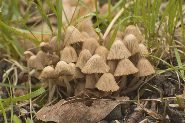 Giftpilz im Wald — Stockfoto