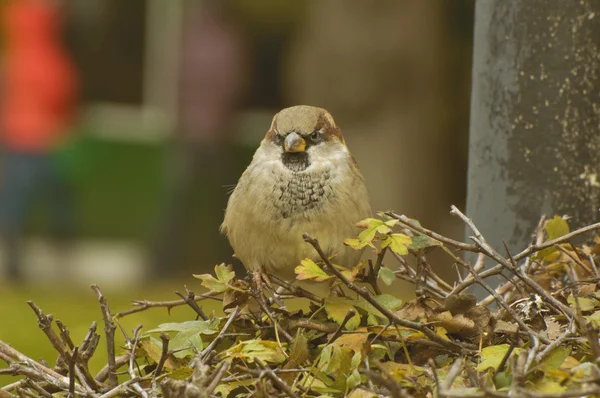 Sparrow — Stock fotografie