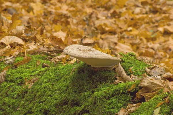 Грибной гриб (Ganoderma lipsiense ) — стоковое фото