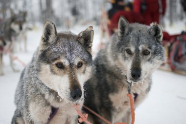 iki köpek huskys kızak