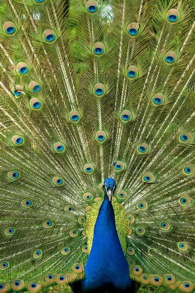 El pavo real muestra el hermoso plumaje brillante —  Fotos de Stock