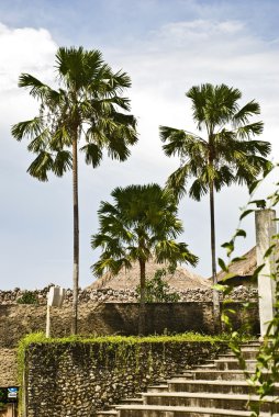 Tropik palmiye ağaçları