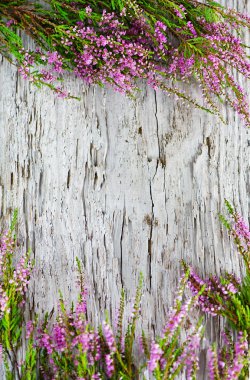 Heather on the old wood