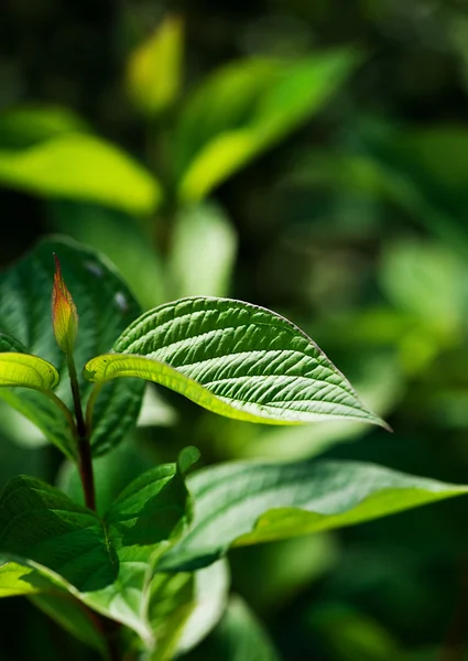 绿色的树叶在阳光下 — 图库照片