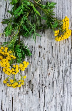 ahşap zemin üzerinde solucan otu