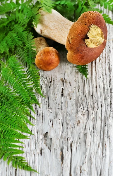 Fond d'automne : champignon et fougère — Photo