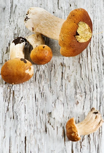 Mushrooms on the old wood — Stock Photo, Image