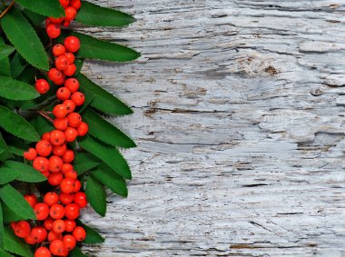 Kırmızı üvez meyveleri arka plan